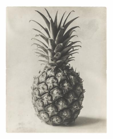 Blossfeldt_Karl_Ananas.jpg