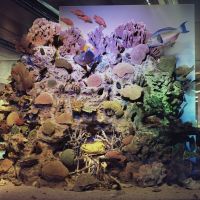 Roselyne Titaud, Korallen – o. T., 2010.jpg